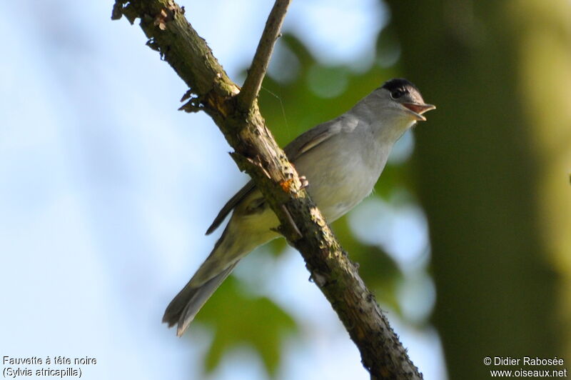 Fauvette à tête noireadulte, chant