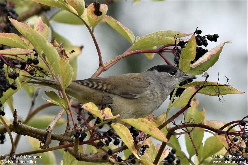 Eurasian Blackcap male adult