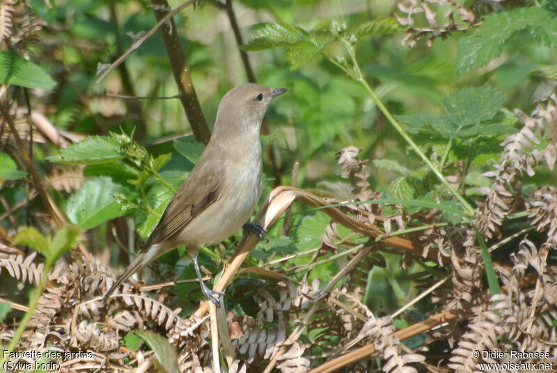 Garden Warbler