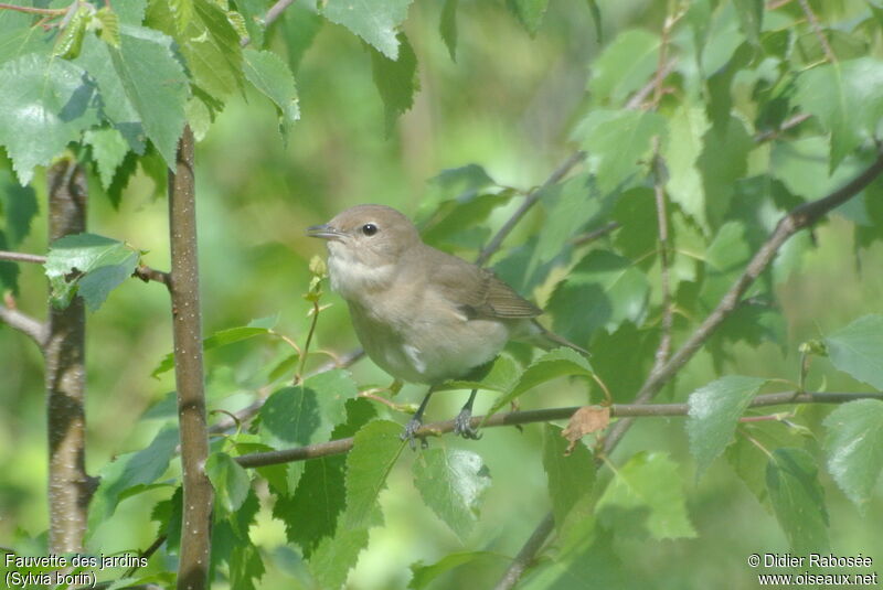 Garden Warbler