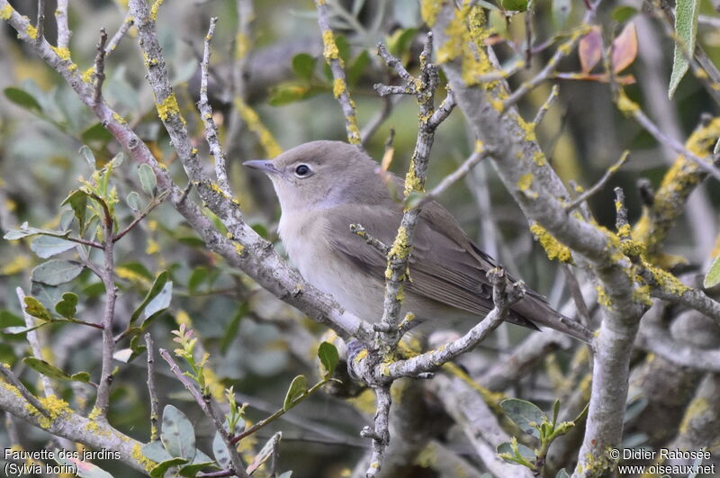 Garden Warbler