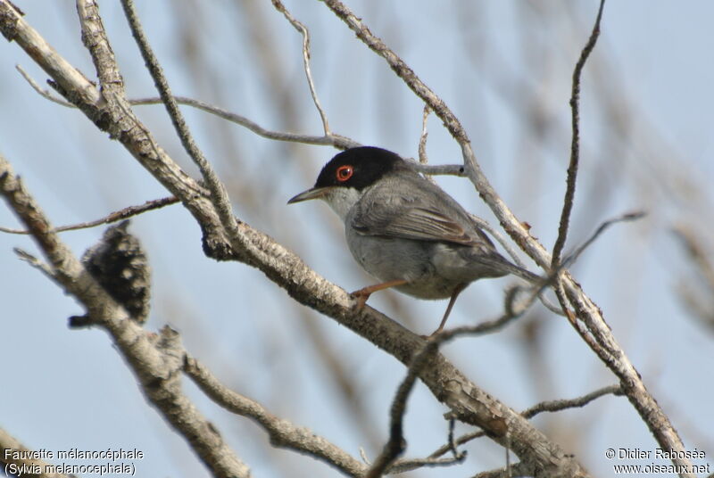 Sardinian Warbler male