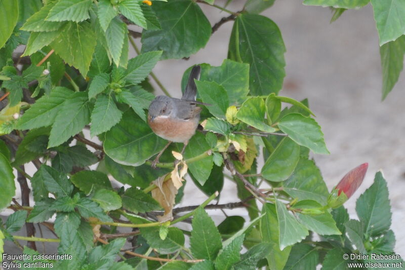 Western Subalpine Warbler