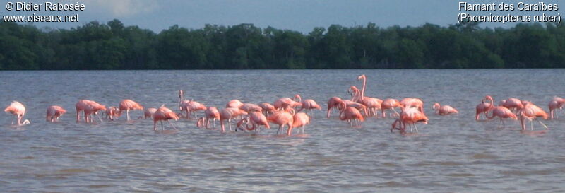 Flamant des Caraïbes