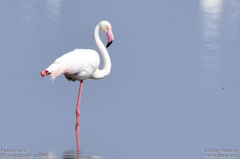 Greater Flamingo