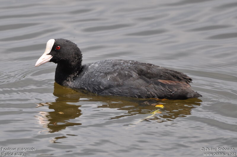 Eurasian Coot