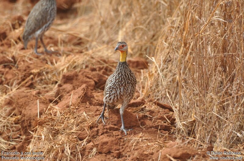 Francolin à cou jaune