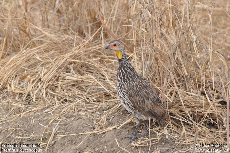 Yellow-necked Spurfowl