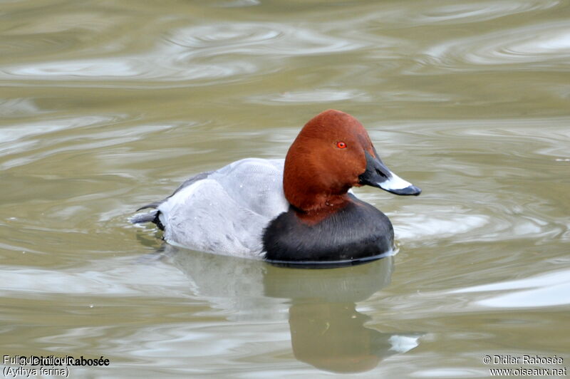 Common Pochard male