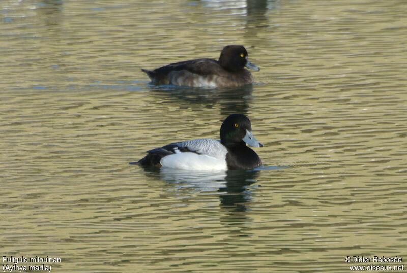 Greater Scaup male