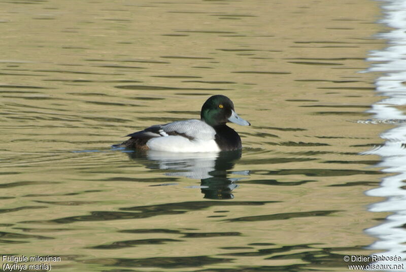 Greater Scaup male