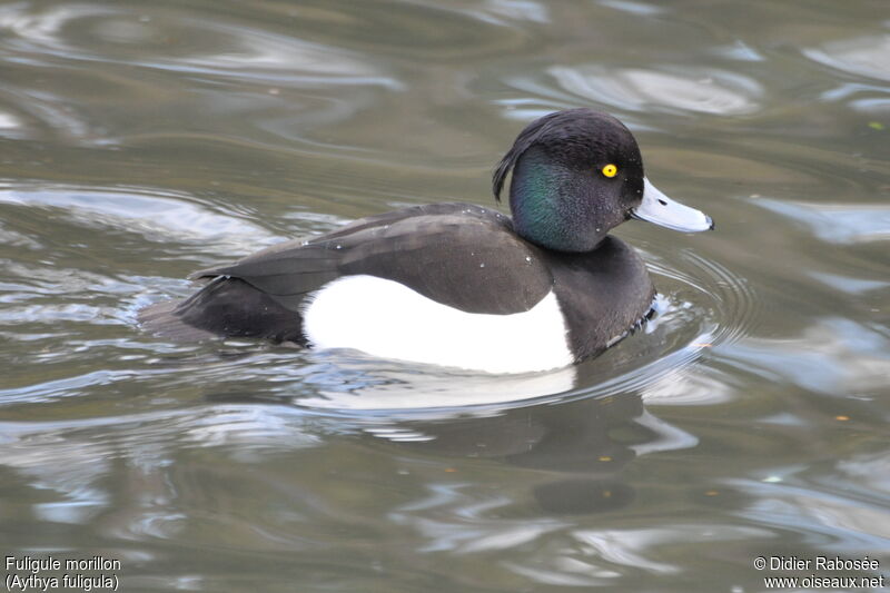 Tufted Duck male