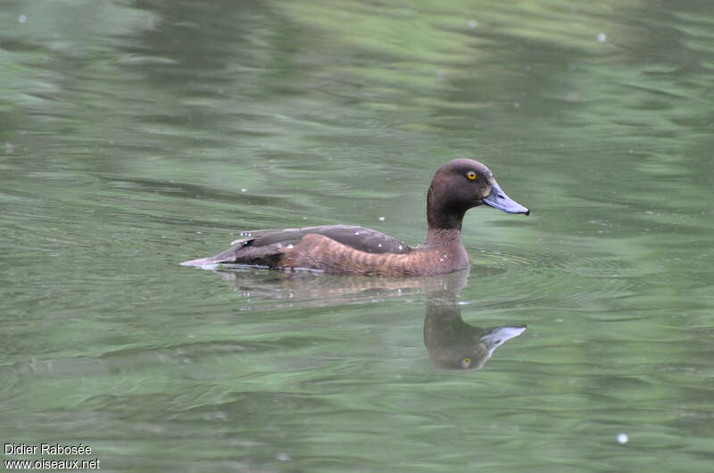 Tufted Duck female adult, identification