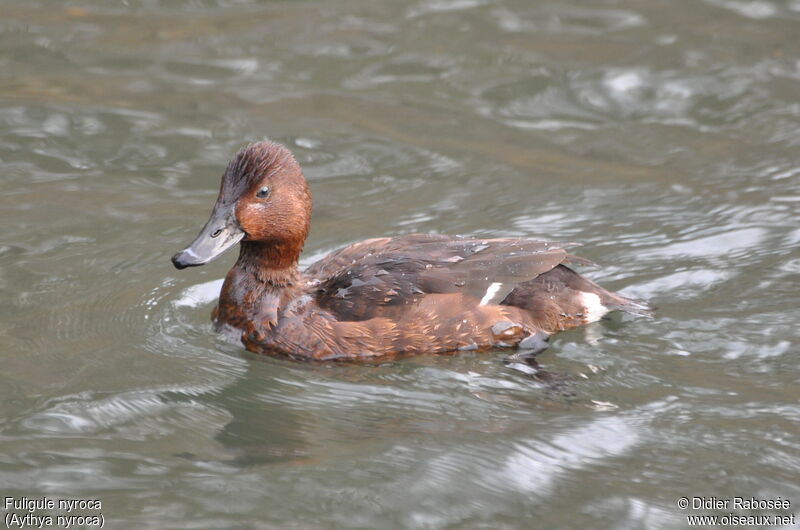 Ferruginous Duck female