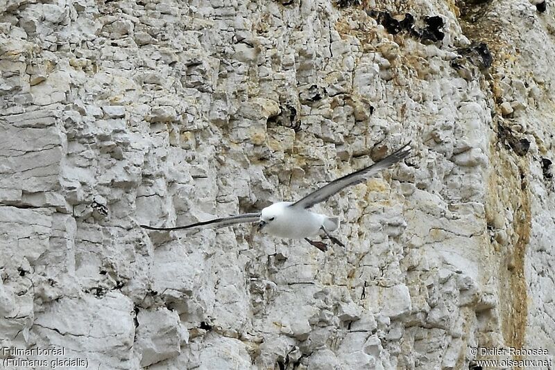 Fulmar boréal, Vol