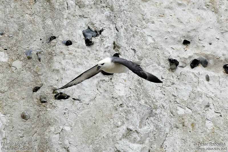 Fulmar boréal, Vol