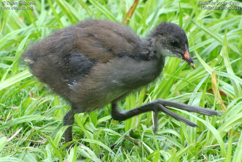 Common Moorhenjuvenile