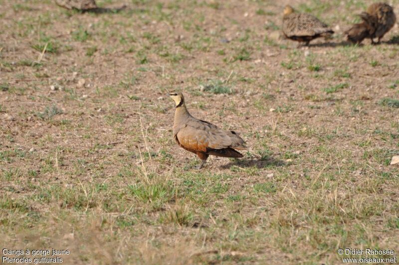 Yellow-throated Sandgrouse male adult