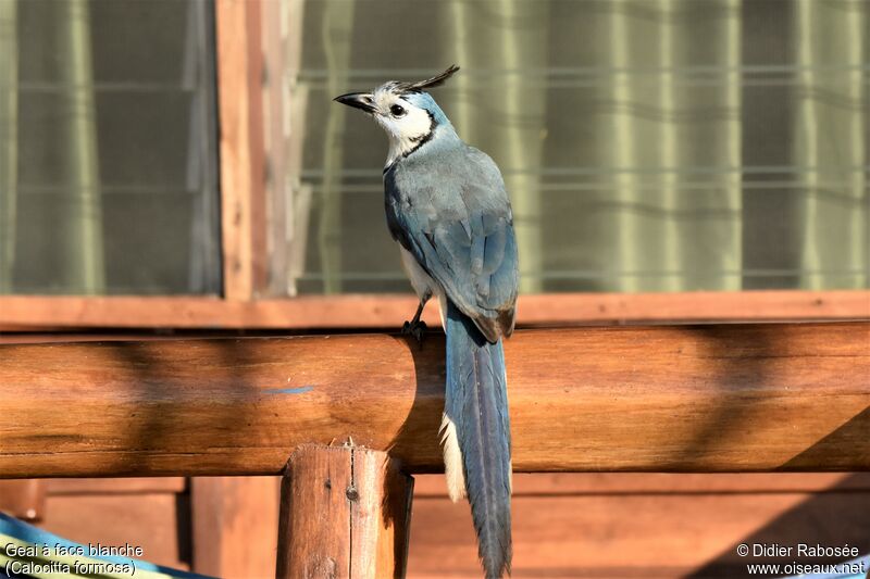 White-throated Magpie-Jay