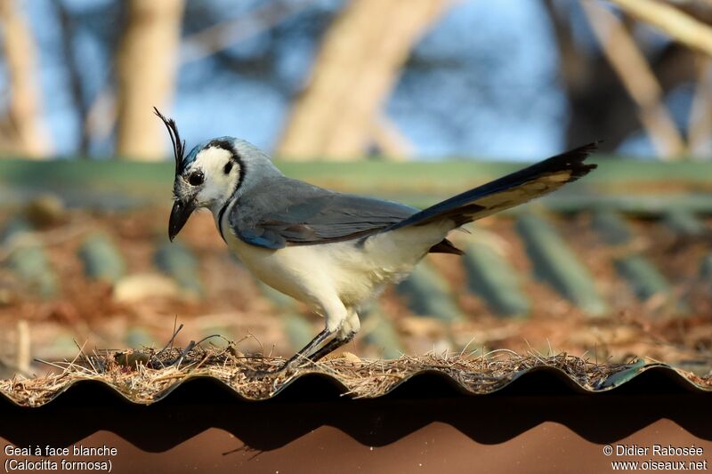 White-throated Magpie-Jay