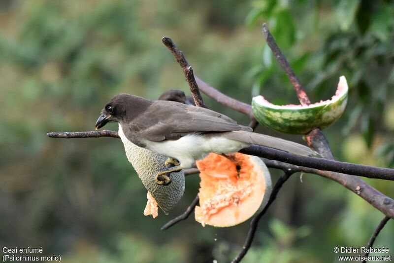 Brown Jay, eats