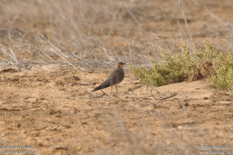 Collared Pratincoleadult