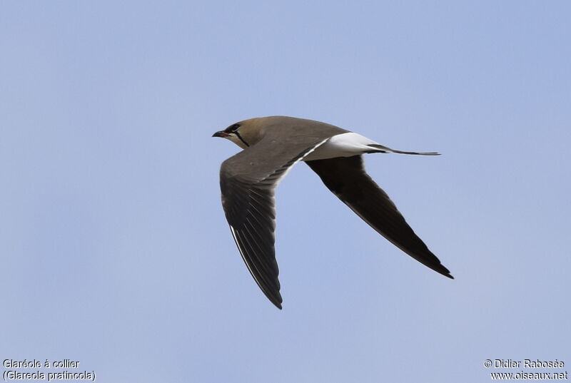 Collared Pratincole