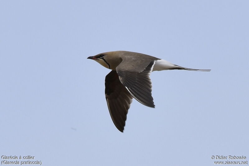 Collared Pratincoleadult, Flight