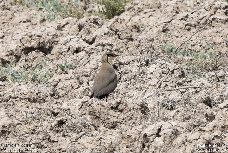 Collared Pratincoleadult