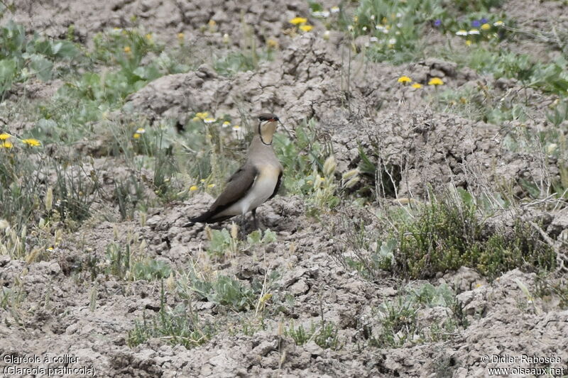 Collared Pratincoleadult