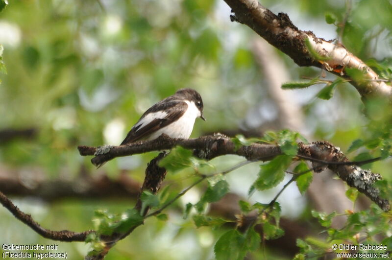 Gobemouche noir mâle