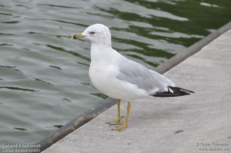 Ring-billed Gulladult