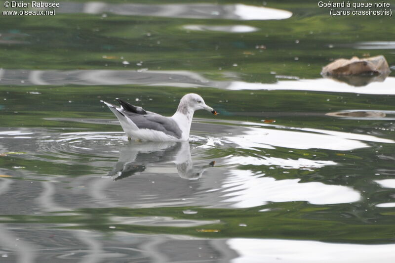 Black-tailed Gull