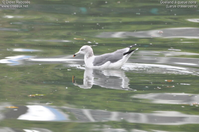 Black-tailed Gull