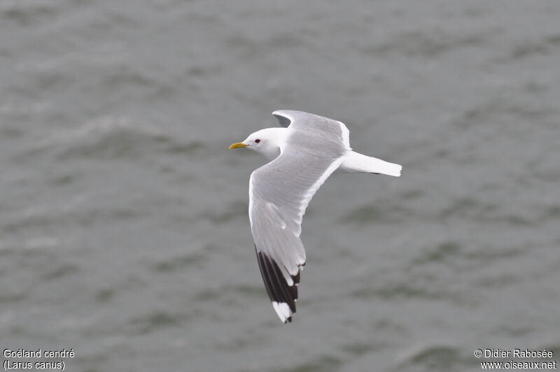 Common Gulladult breeding, Flight