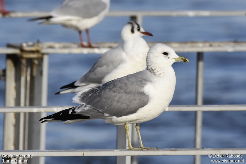 Common Gulladult post breeding