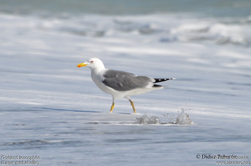 Yellow-legged Gulladult