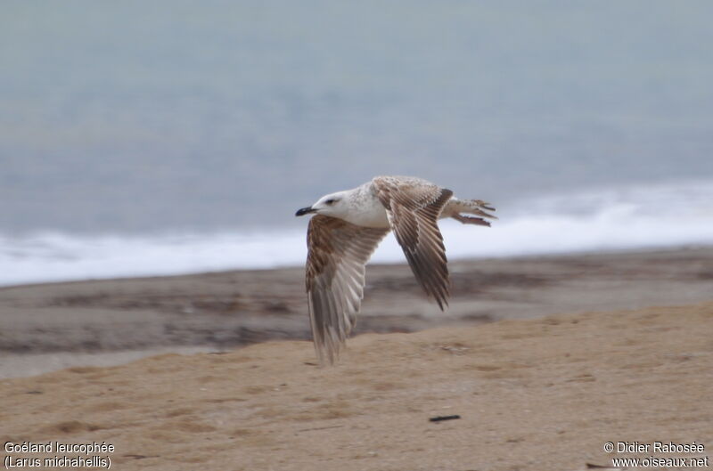 Yellow-legged Gullimmature