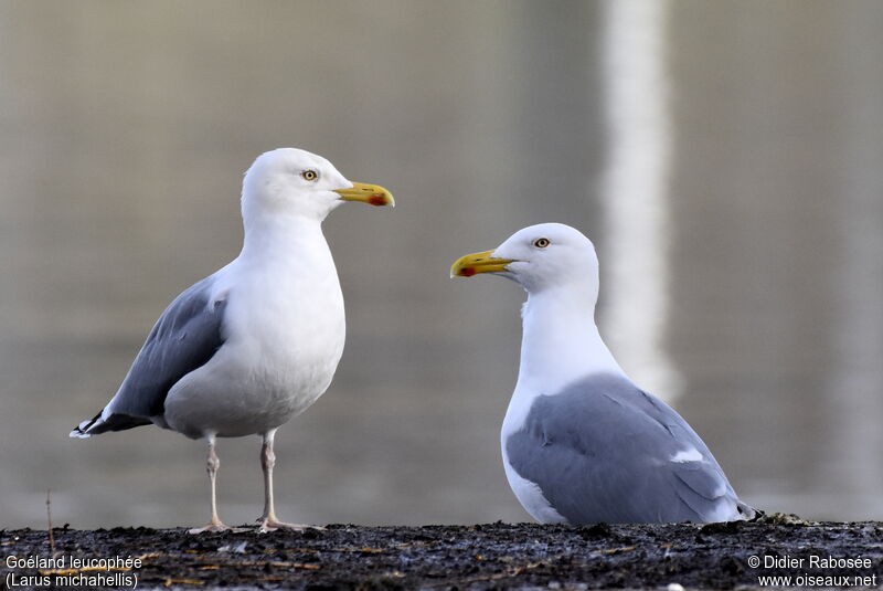 Yellow-legged Gulladult post breeding, identification