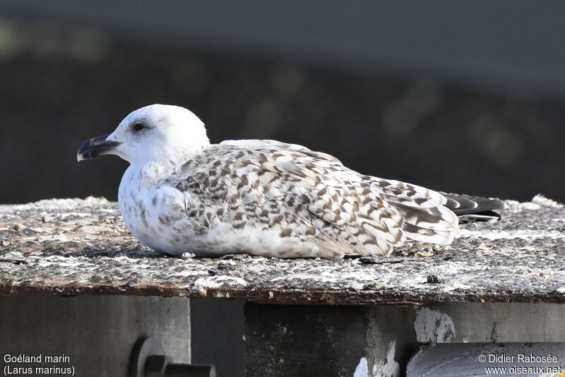 Great Black-backed GullSecond year