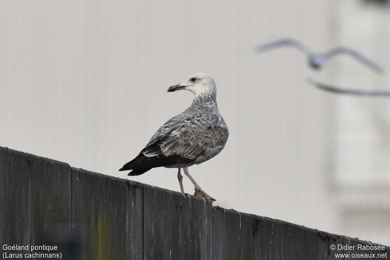 Goéland pontique1ère année, identification