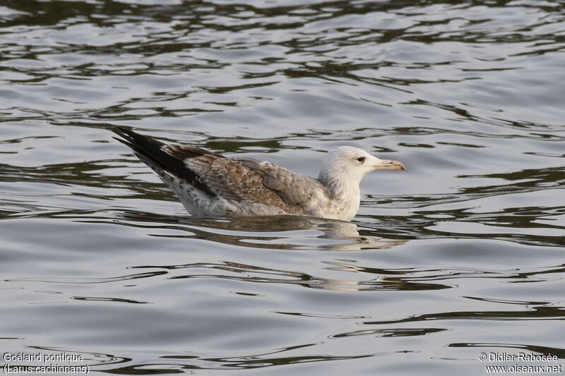 Caspian GullSecond year, identification, swimming