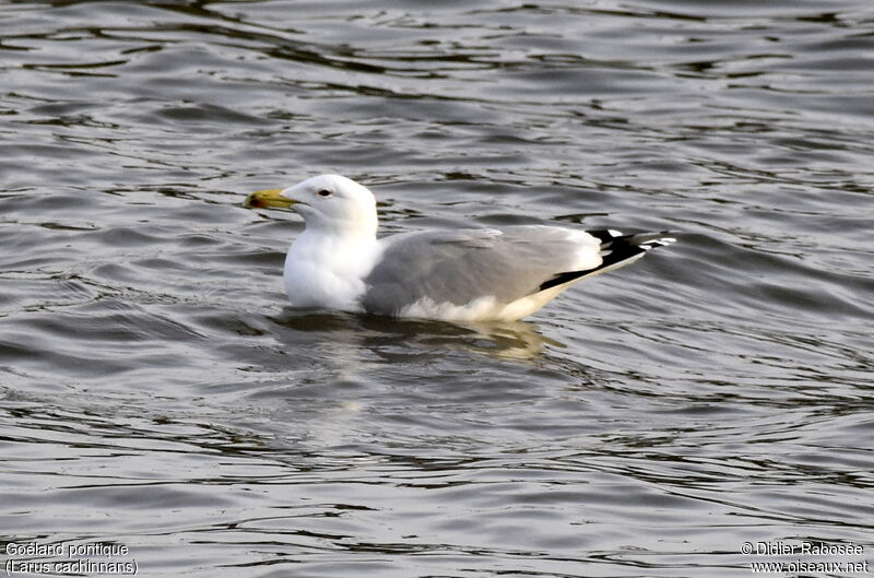 Caspian Gulladult post breeding, identification