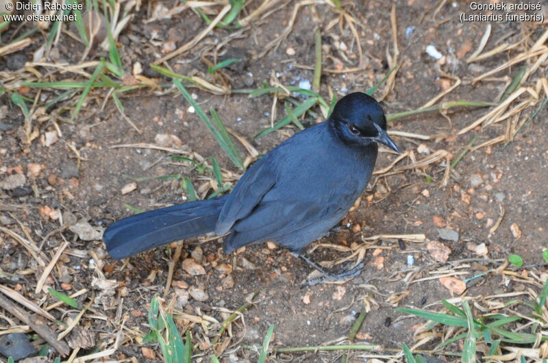 Gonolek ardoisé, identification