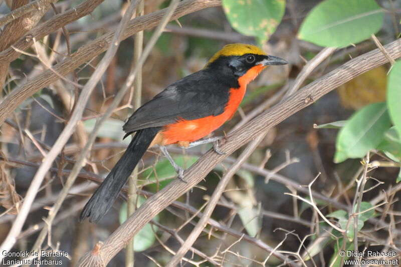 Yellow-crowned Gonolek