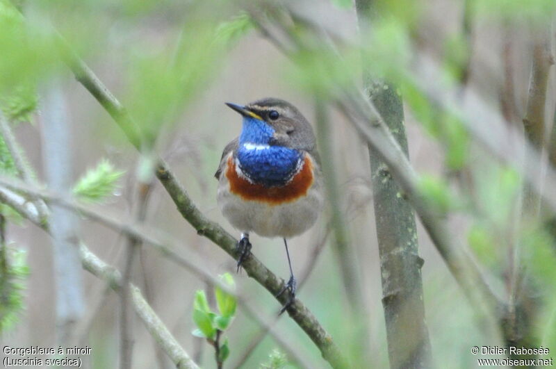 Bluethroat male