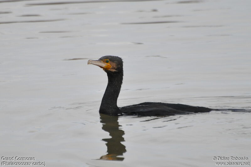 Great Cormorant