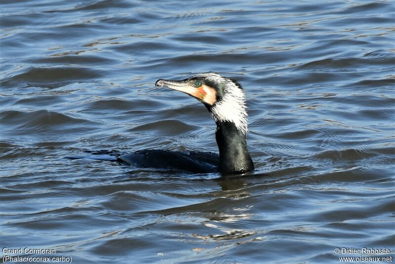 Great Cormorantadult breeding