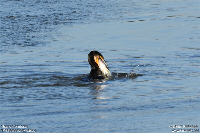 Grand Cormoran, mange