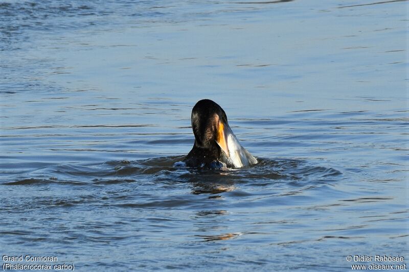 Grand Cormoran, régime, mange